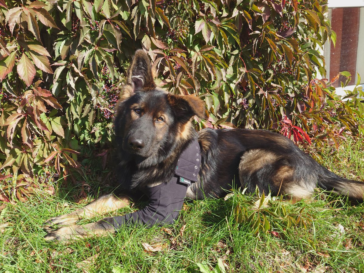 KaaliKay's tweet photo. Take it!! Take all the cuteness!!! 
Angeschlagen und dennoch so unfassbar fotogen 😅 Frechheit! 
Wir freuen uns SEHR auf den Herbst 🐾🍂 #bestbuddy #goodboy #dusty #GermanShepherd https://t.co/QV28e4Wm0J