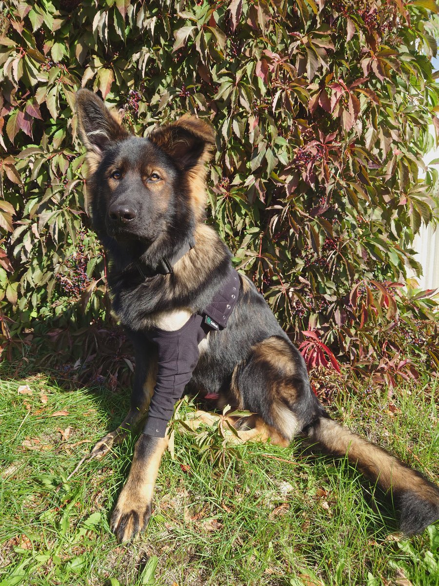 KaaliKay's tweet photo. Take it!! Take all the cuteness!!! 
Angeschlagen und dennoch so unfassbar fotogen 😅 Frechheit! 
Wir freuen uns SEHR auf den Herbst 🐾🍂 #bestbuddy #goodboy #dusty #GermanShepherd https://t.co/QV28e4Wm0J