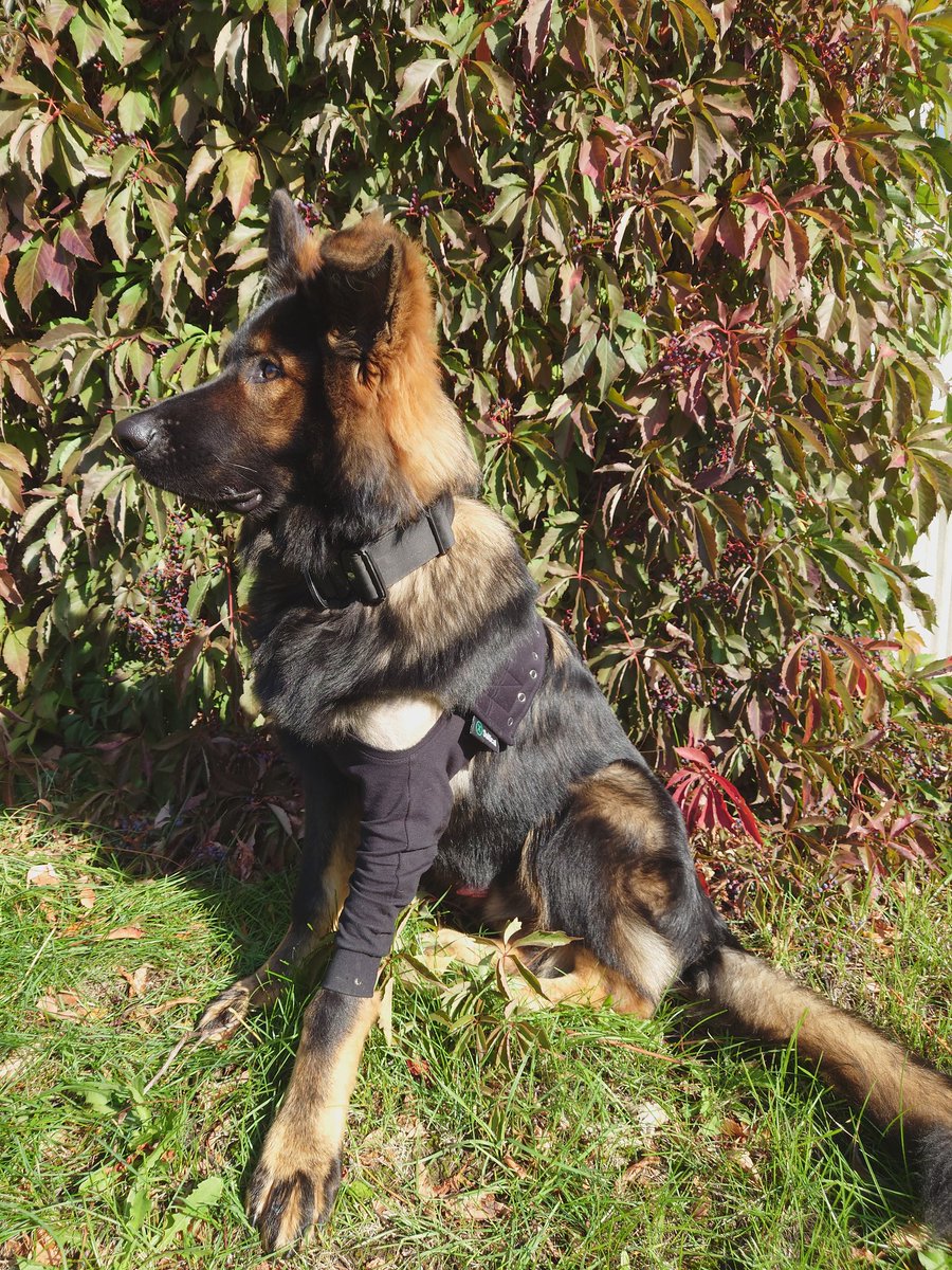 KaaliKay's tweet photo. Take it!! Take all the cuteness!!! 
Angeschlagen und dennoch so unfassbar fotogen 😅 Frechheit! 
Wir freuen uns SEHR auf den Herbst 🐾🍂 #bestbuddy #goodboy #dusty #GermanShepherd https://t.co/QV28e4Wm0J