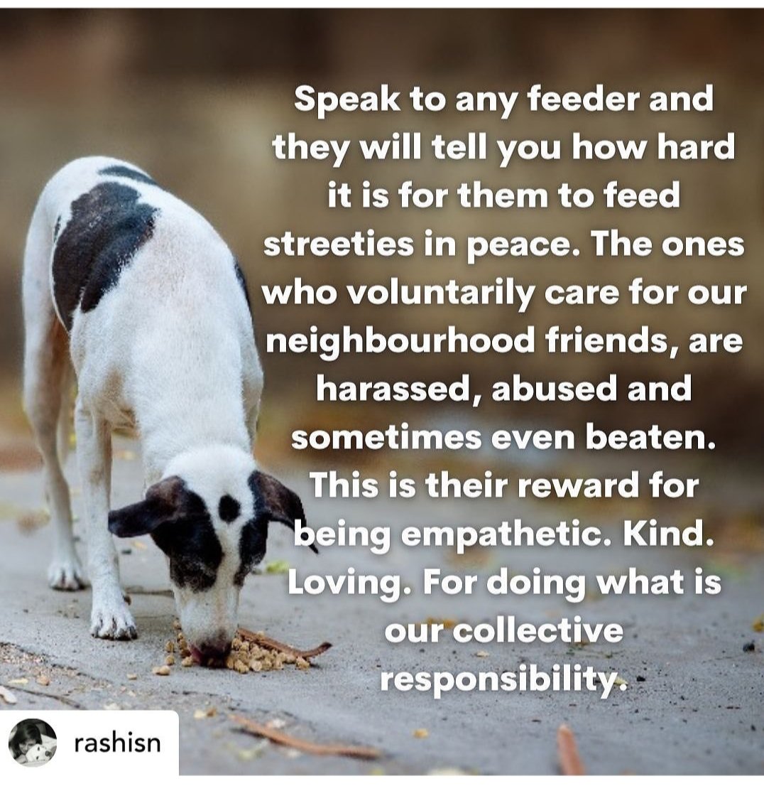 rashmigautam27's tweet photo. Indians adopt Indies #AdoptDontShop #ourindies #notstrays #VocalForLocal https://t.co/q59Dc95gjY