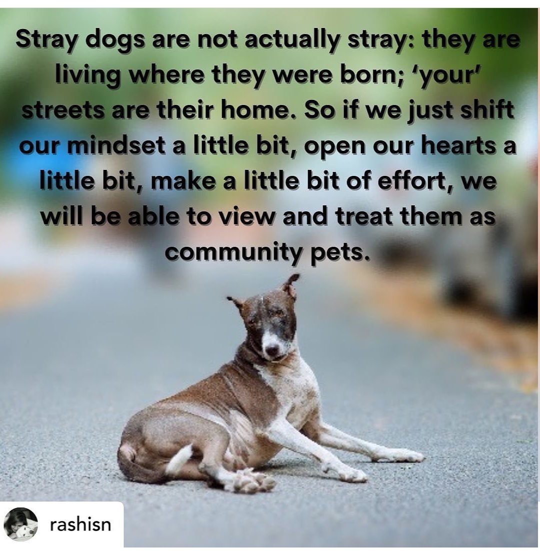 rashmigautam27's tweet photo. Indians adopt Indies #AdoptDontShop #ourindies #notstrays #VocalForLocal https://t.co/q59Dc95gjY