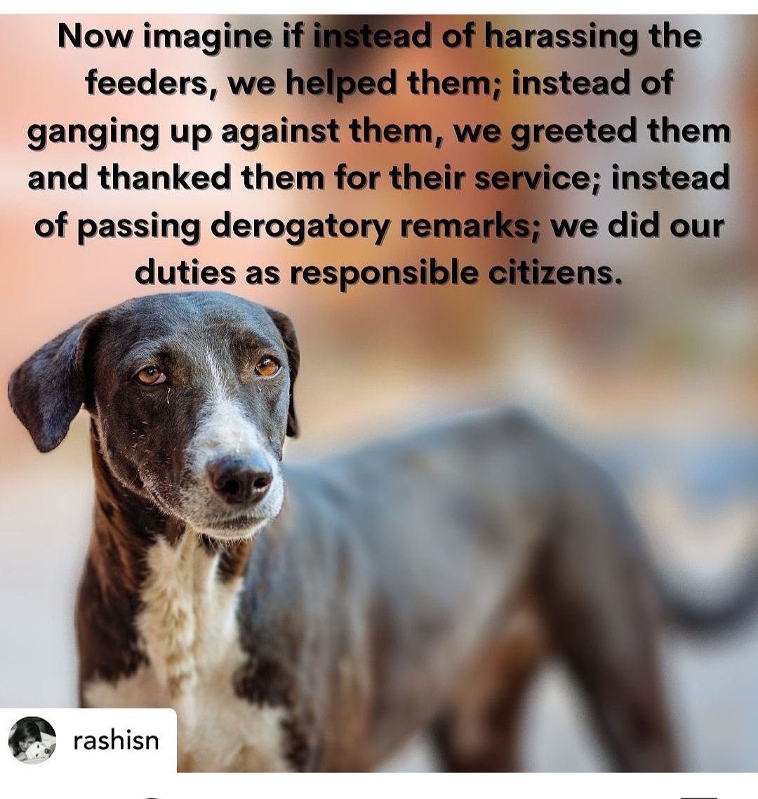 rashmigautam27's tweet photo. Indians adopt Indies #AdoptDontShop #ourindies #notstrays #VocalForLocal https://t.co/q59Dc95gjY