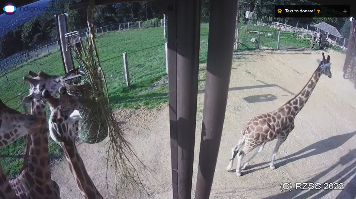 Edinburgh Zoo tweet media