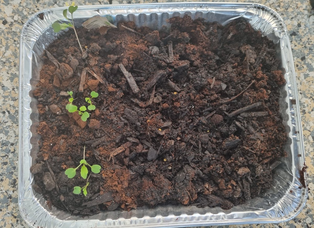 katzemccarthy's tweet photo. #updates #newworld #littlegarden The #carrots now have #carrottop sprouts π₯° I've added to my #balconygarden with #chilli plants #rocket #popcorn #sweetcorn #broccoli #borage #pakchoi #cauliflower #redcabbage #chives #silverbeet #katmccarthy #katzemccarthy #greenfingers https://t.co/1PqngzQP2A
