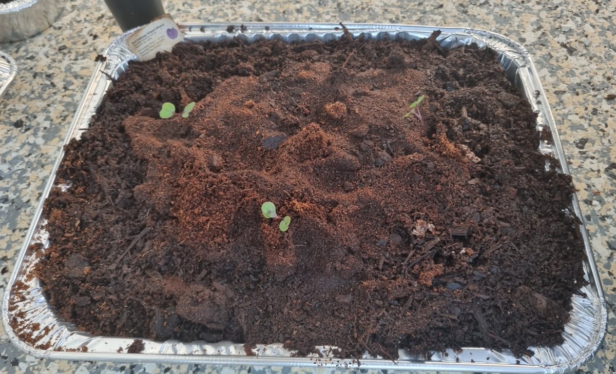 katzemccarthy's tweet photo. #updates #newworld #littlegarden The #carrots now have #carrottop sprouts π₯° I've added to my #balconygarden with #chilli plants #rocket #popcorn #sweetcorn #broccoli #borage #pakchoi #cauliflower #redcabbage #chives #silverbeet #katmccarthy #katzemccarthy #greenfingers https://t.co/1PqngzQP2A