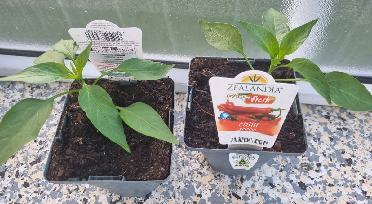 katzemccarthy's tweet photo. #updates #newworld #littlegarden The #carrots now have #carrottop sprouts π₯° I've added to my #balconygarden with #chilli plants #rocket #popcorn #sweetcorn #broccoli #borage #pakchoi #cauliflower #redcabbage #chives #silverbeet #katmccarthy #katzemccarthy #greenfingers https://t.co/1PqngzQP2A