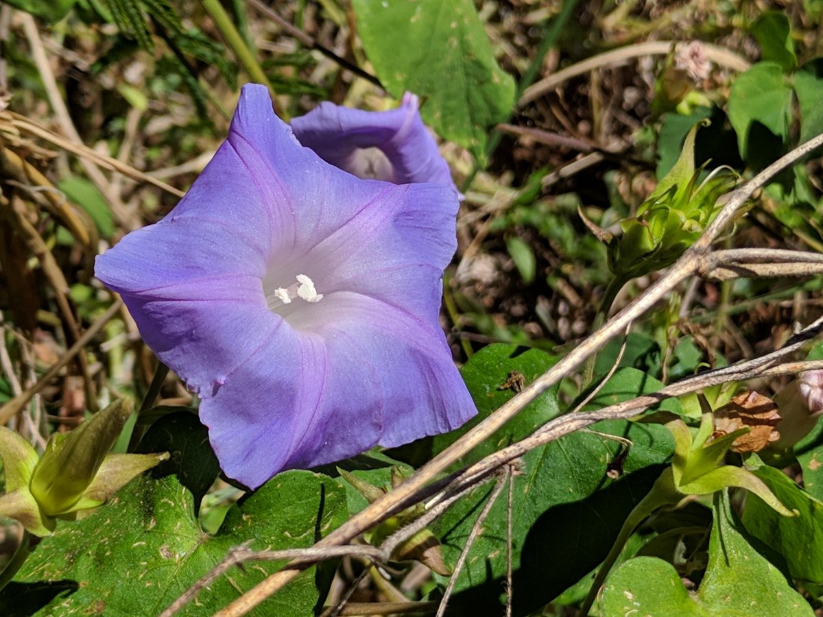 Most studies on sweet potato wild relatives happen on South America species, which is why Paul Kagame's review on the east African Ipomea taxonomy is especially interesting. #AMPEE6