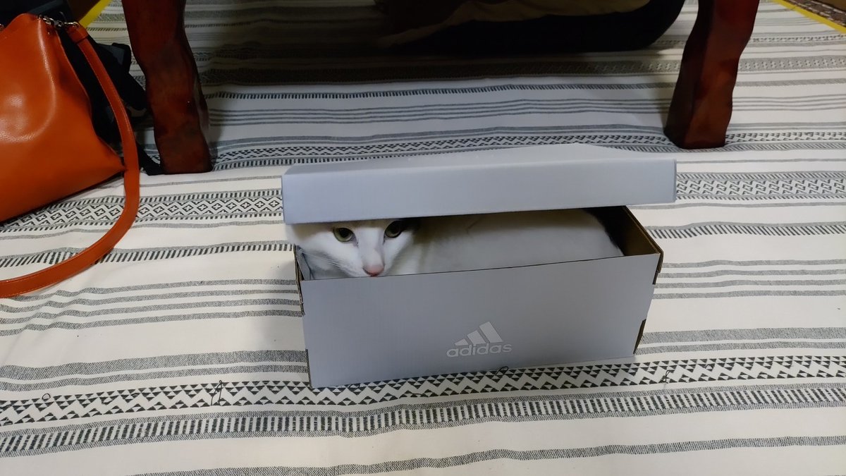 Sato_ust's tweet photo. 新しい箱の居心地チェック
#猫 #猫好きさんと繋がりたい #猫がいる暮らし https://t.co/t3KV8WvTvS