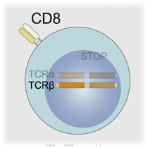 Engineering T-cell receptors for cancer #Immunotherapy | Read about the foundational technology of the spinoff #EngimmuneTherapeutics, developed by Rodrigo Vazquez-Lombardi, Synthetic Immunology lab led by Sai Reddy @ReddyLab_ETHZ >bit.ly/3LRaGgR @ImmunityCP