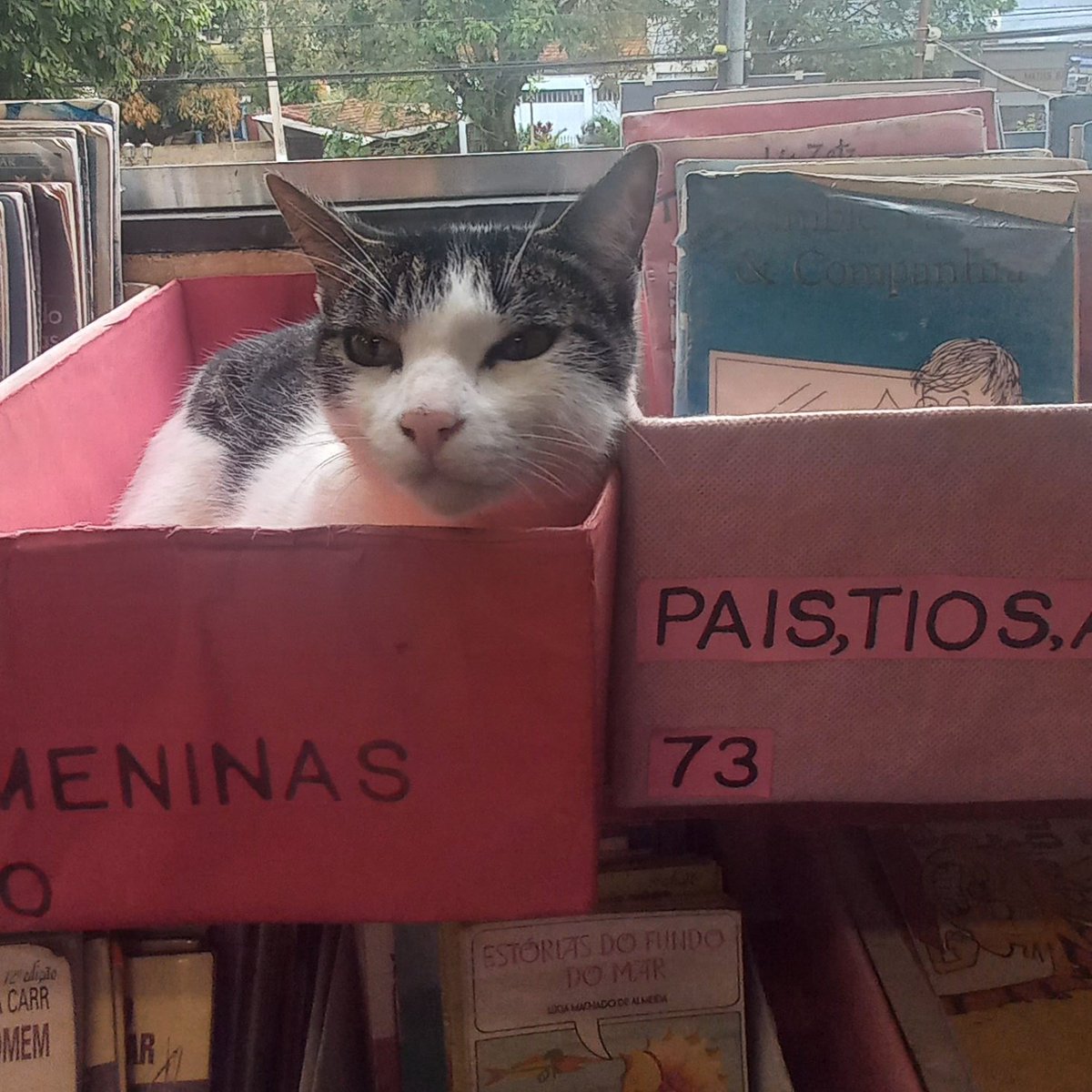 TallBirdd_'s tweet photo. This is the kitten from my school 🥺 https://t.co/e2zA94FszW