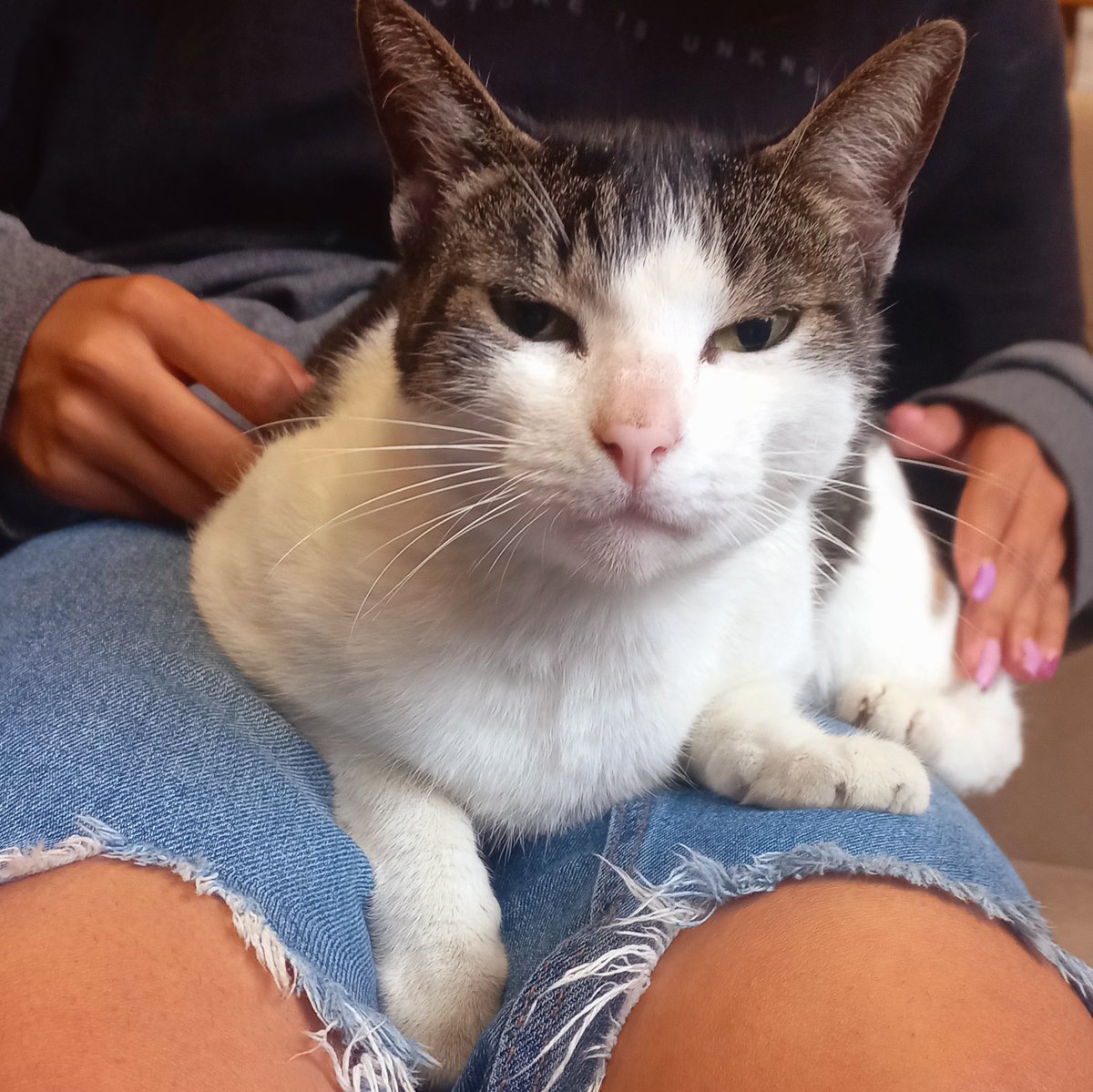 TallBirdd_'s tweet photo. This is the kitten from my school 🥺 https://t.co/e2zA94FszW