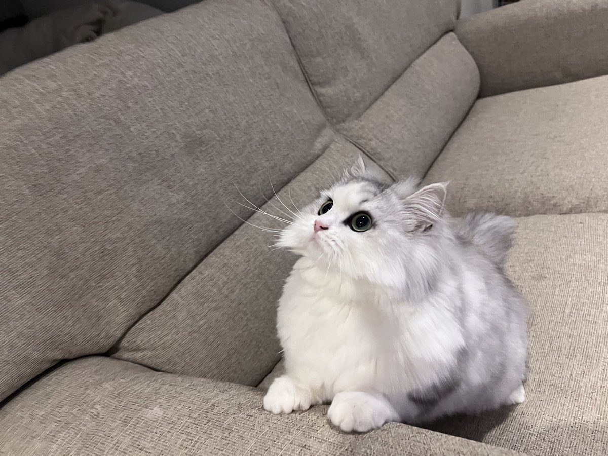 FUKADA_CAT tweet picture