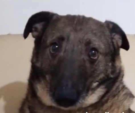 bu ekip bi halı saha benim kafayı toparlar