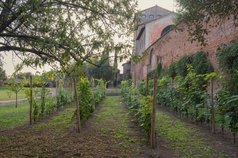 ParcoColosseo's tweet photo. Nell’area di Vigna Barberini, così denominata dall’omonima famiglia romana che nel XVII secolo ne deteneva la proprietà, due anni fa sono state messe a dimora le barbatelle della varietà Bellone
#IterVitis #ilPArCoGreen https://t.co/6xBq9Q2h2C