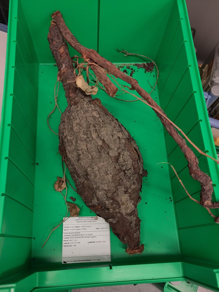 MiomboAchenes's tweet photo. Yet more geoxyle treasures in the basement https://t.co/UvfvqrRsiI