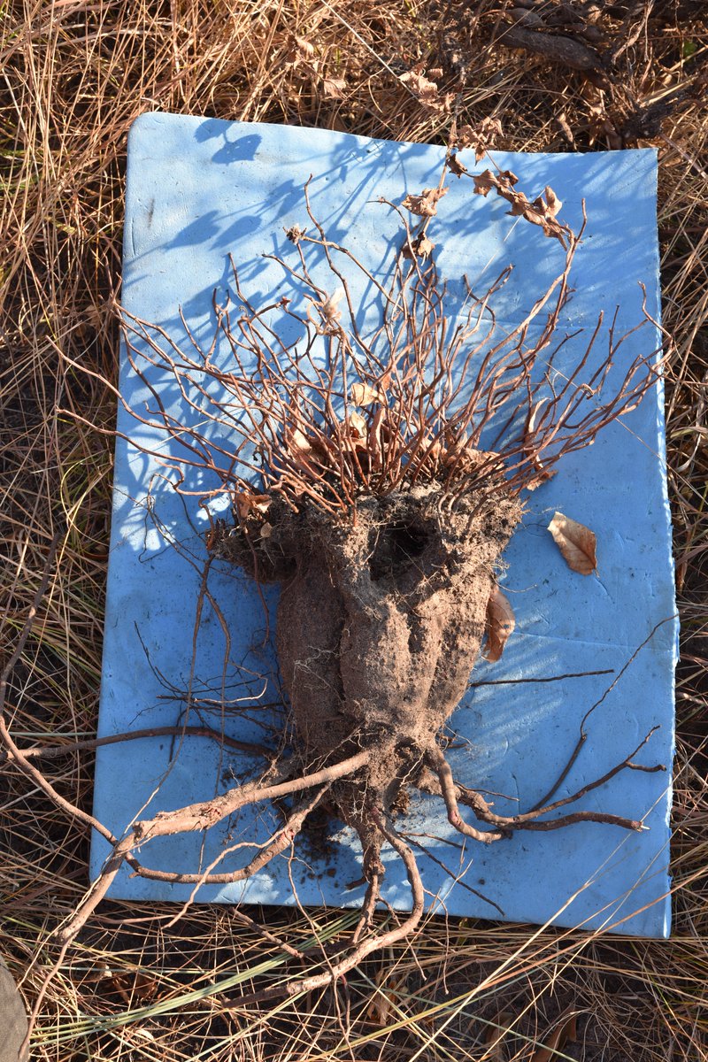 Undercovertrees's tweet photo. before / after ...

(4 years of drying) https://t.co/YAgqlQa6zP