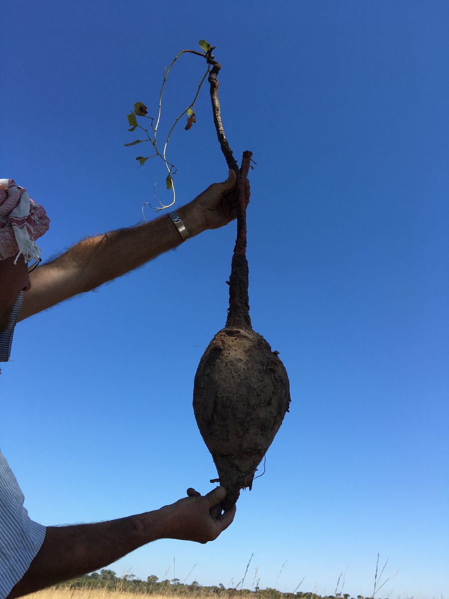 before / after ...

(4 years of drying)