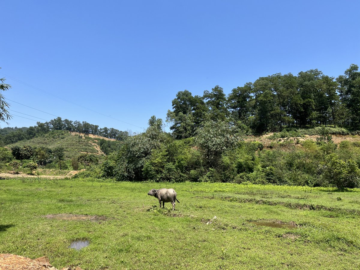 FormosaInvest's tweet photo. Covid-19 has not ended, but the travel restrictions globally are mostly removed. Finally, I can get back to doing what Formosa Investment B.V. is best at; finding and exploring new markets. So here I stand, in full approval of these rice fields. 
#newlands #formosa #freek #ceo https://t.co/3vdZtk8vso
