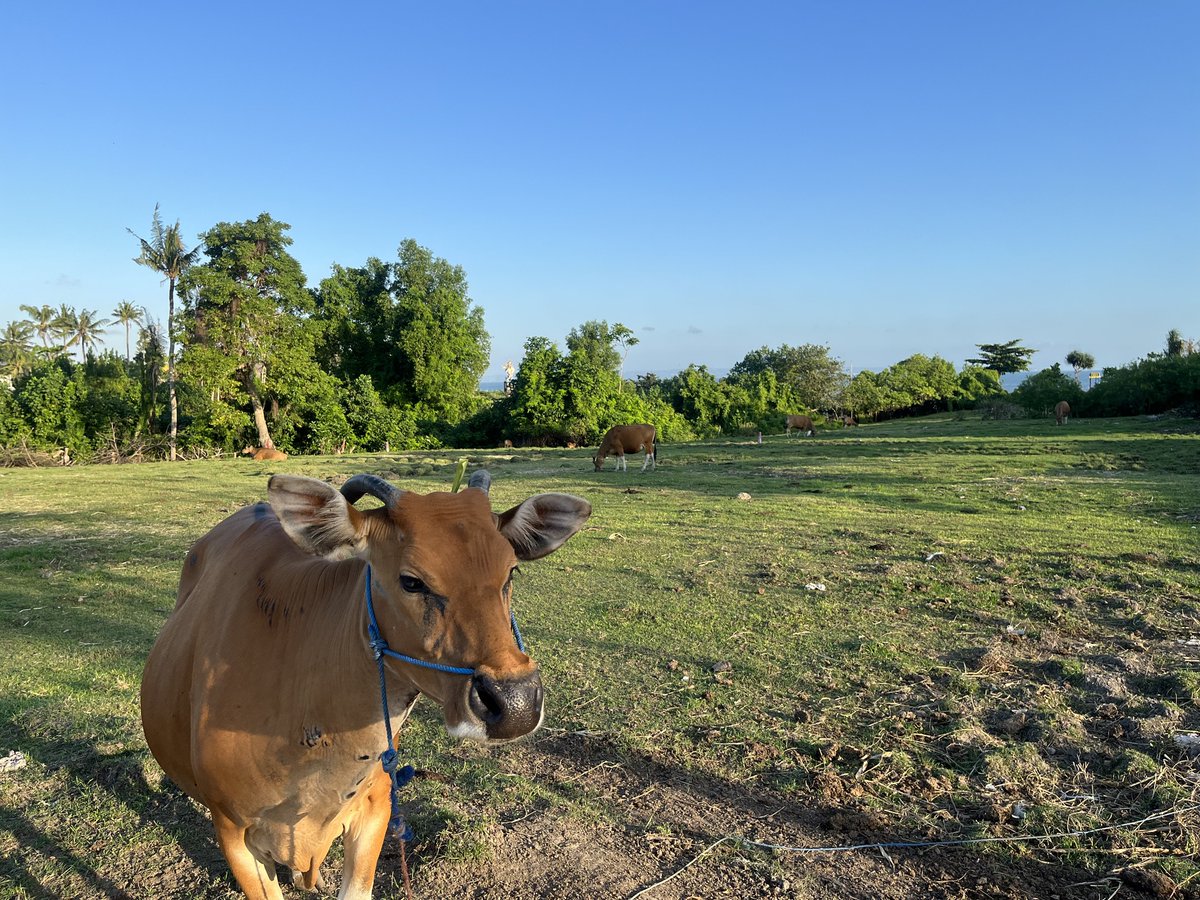 FormosaInvest's tweet photo. Covid-19 has not ended, but the travel restrictions globally are mostly removed. Finally, I can get back to doing what Formosa Investment B.V. is best at; finding and exploring new markets. So here I stand, in full approval of these rice fields. 
#newlands #formosa #freek #ceo https://t.co/3vdZtk8vso