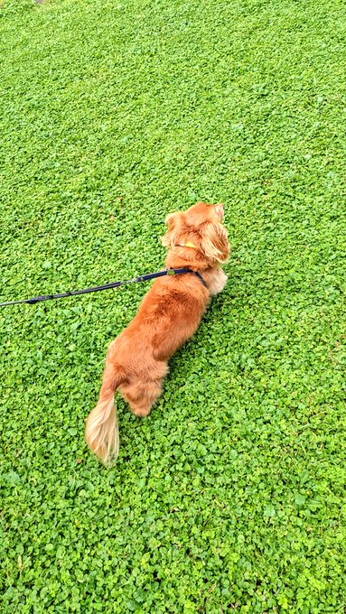 大きい公園でマロサービスしてきました🦮✨ 