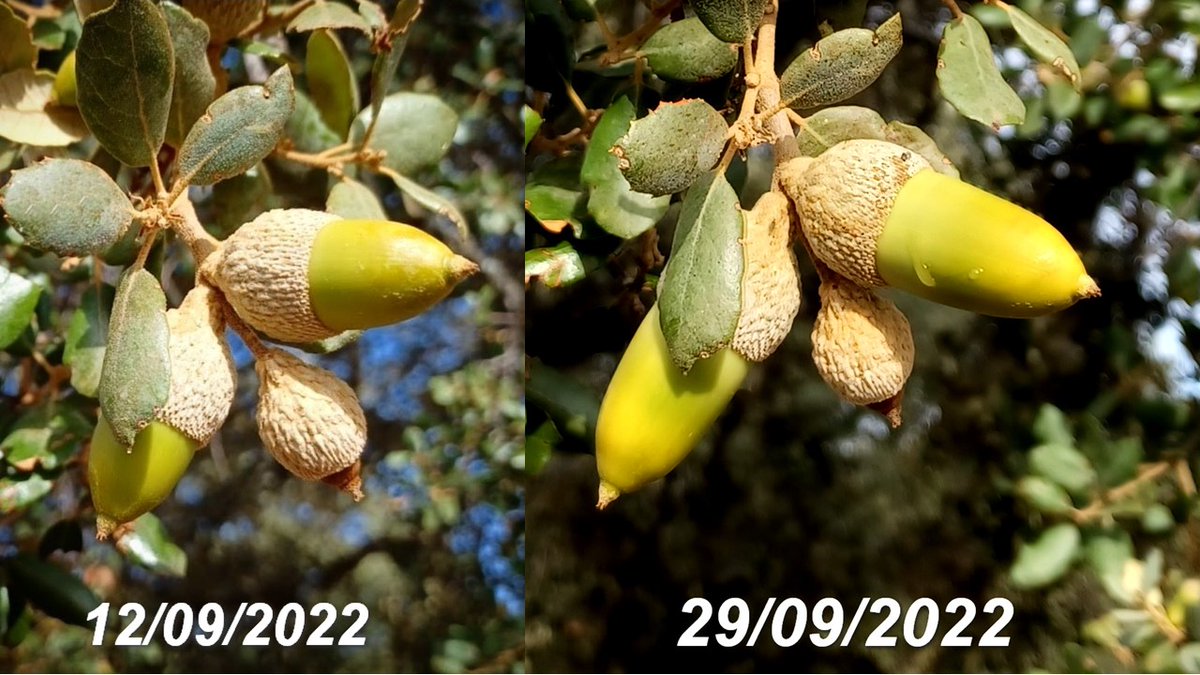 De lo que es capaz la #dehesa de #lospedroches en sólo 17 días 💪🏼🌧#sostenibilidad #montanera #bellota