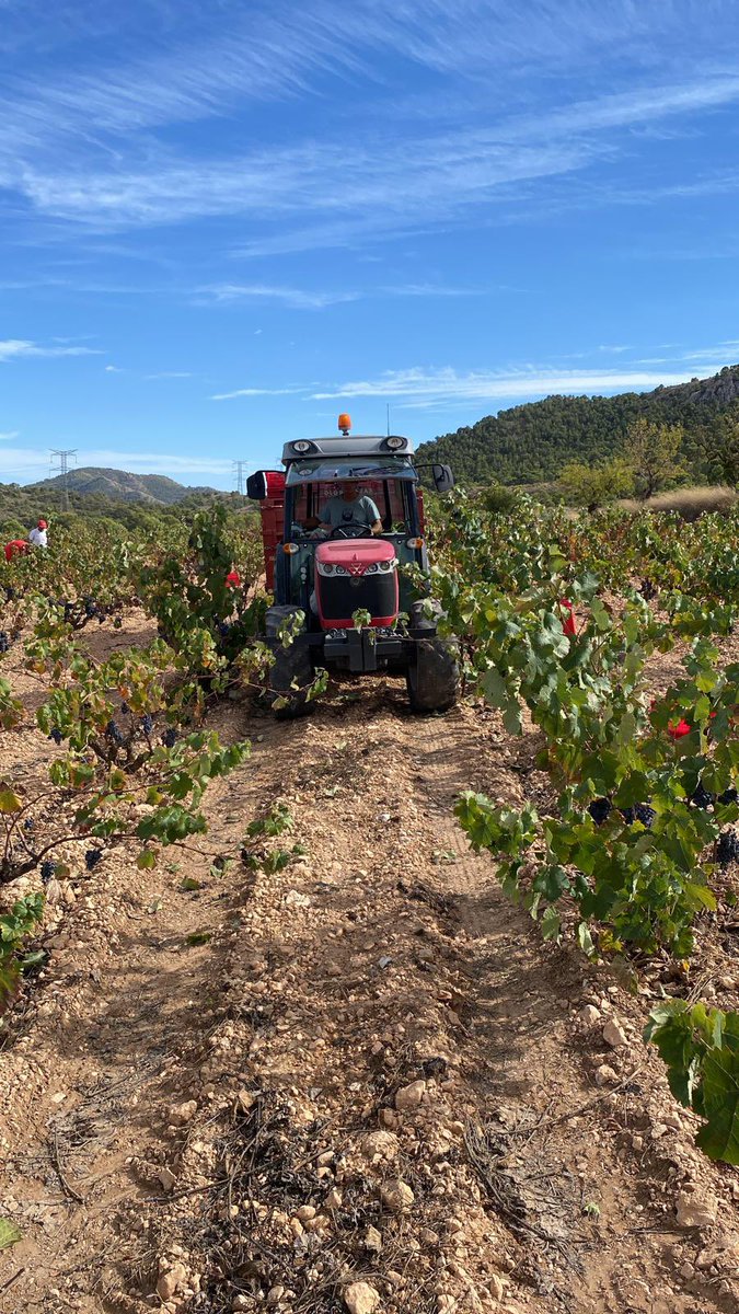 BodegasCasaRojo's tweet photo. Seguimos con la vendimia!!! Bendita 2022!!!! #lamonastrellperfecta https://t.co/JteBoGnT5W