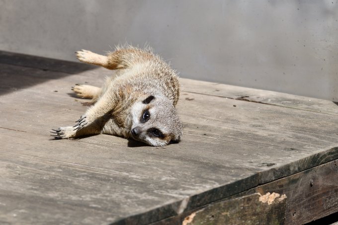 ミーアキャットのtwitterイラスト検索結果