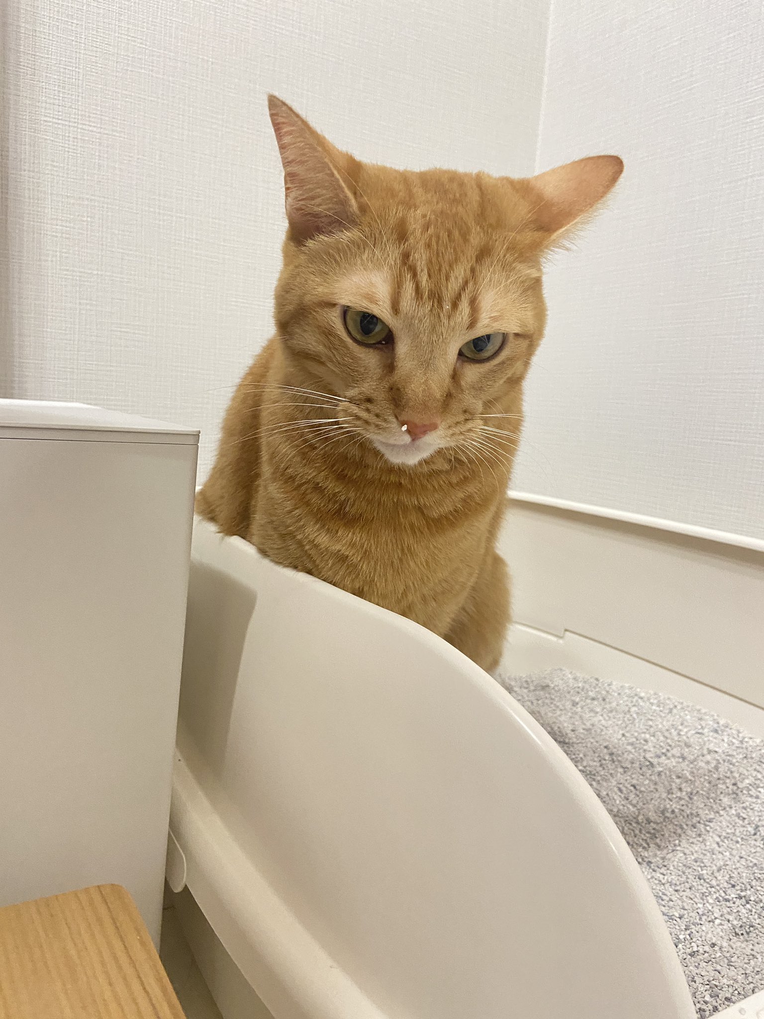 茶トラ猫のみゃお Chatoranomyao Twitter