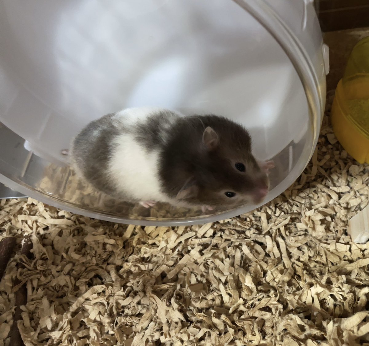 ポテちゃんの利き頬袋は左です☺️
(利き手みたいによく使う方の頬袋の事です😆)
#ハムスター 
#ハムスターのいる暮らし 
#ハムスター好きと繋がりたい