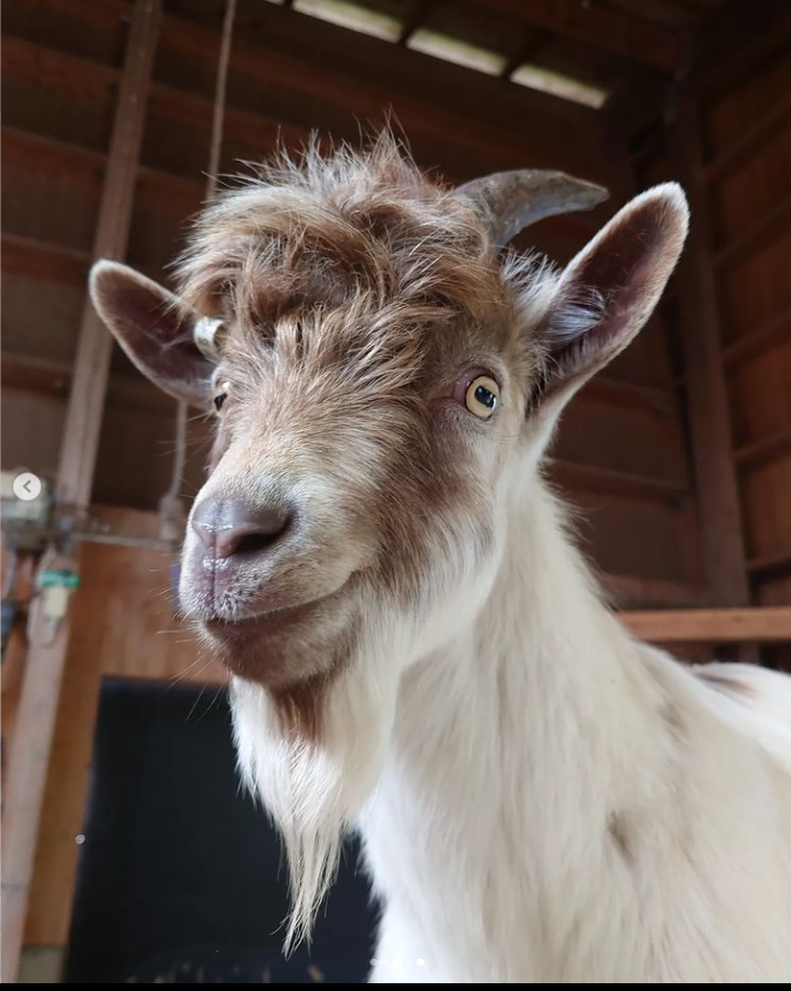 NordensArk's tweet photo. New releases with Backstreet Goats 😉
"As Long As You Feed Me"
"I Want It That Hay"
"Show Me The Meaning Of Baaahing Loneley"

#wemakeadifference #parkensomgörskillnad #nordensark #backstreetboys #goat #humor #pojkband #boyband #jämtgetekul #boybandlook #lookalike #getekul https://t.co/y6pvVPbYdt