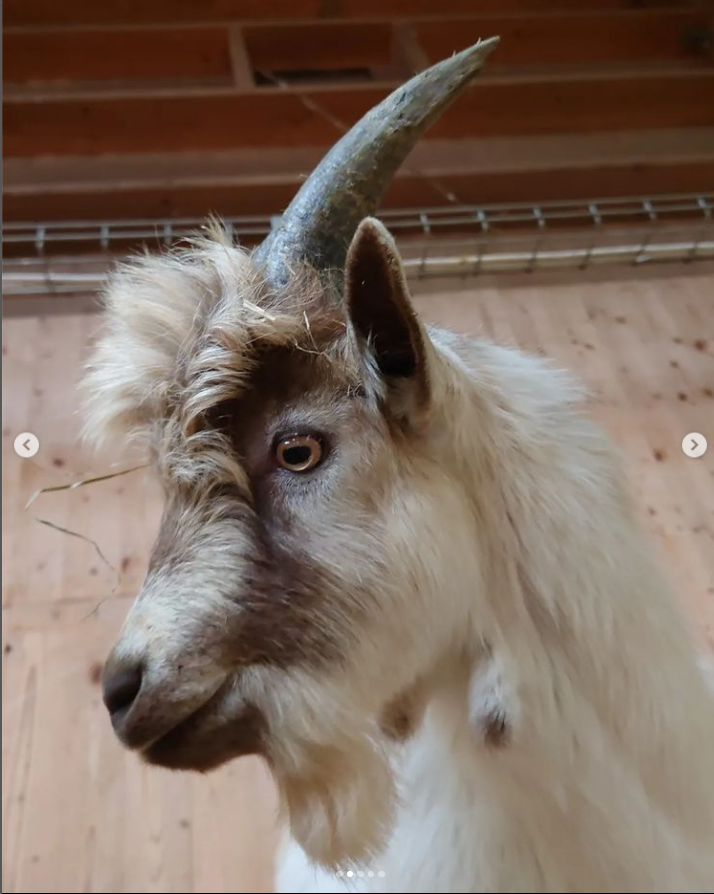 NordensArk's tweet photo. New releases with Backstreet Goats 😉
"As Long As You Feed Me"
"I Want It That Hay"
"Show Me The Meaning Of Baaahing Loneley"

#wemakeadifference #parkensomgörskillnad #nordensark #backstreetboys #goat #humor #pojkband #boyband #jämtgetekul #boybandlook #lookalike #getekul https://t.co/y6pvVPbYdt