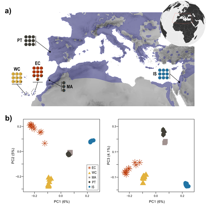 OAgenetics's tweet photo. Hot from the @HeredityJournal press: Genomic basis of insularity and ecological divergence in barn owls (Tyto alba) of the Canary Islands. OA and waiting to be read by you! https://t.co/oIkgqK1sHY
@jgx65 @DEE_UNIL https://t.co/RPWc5k09h1