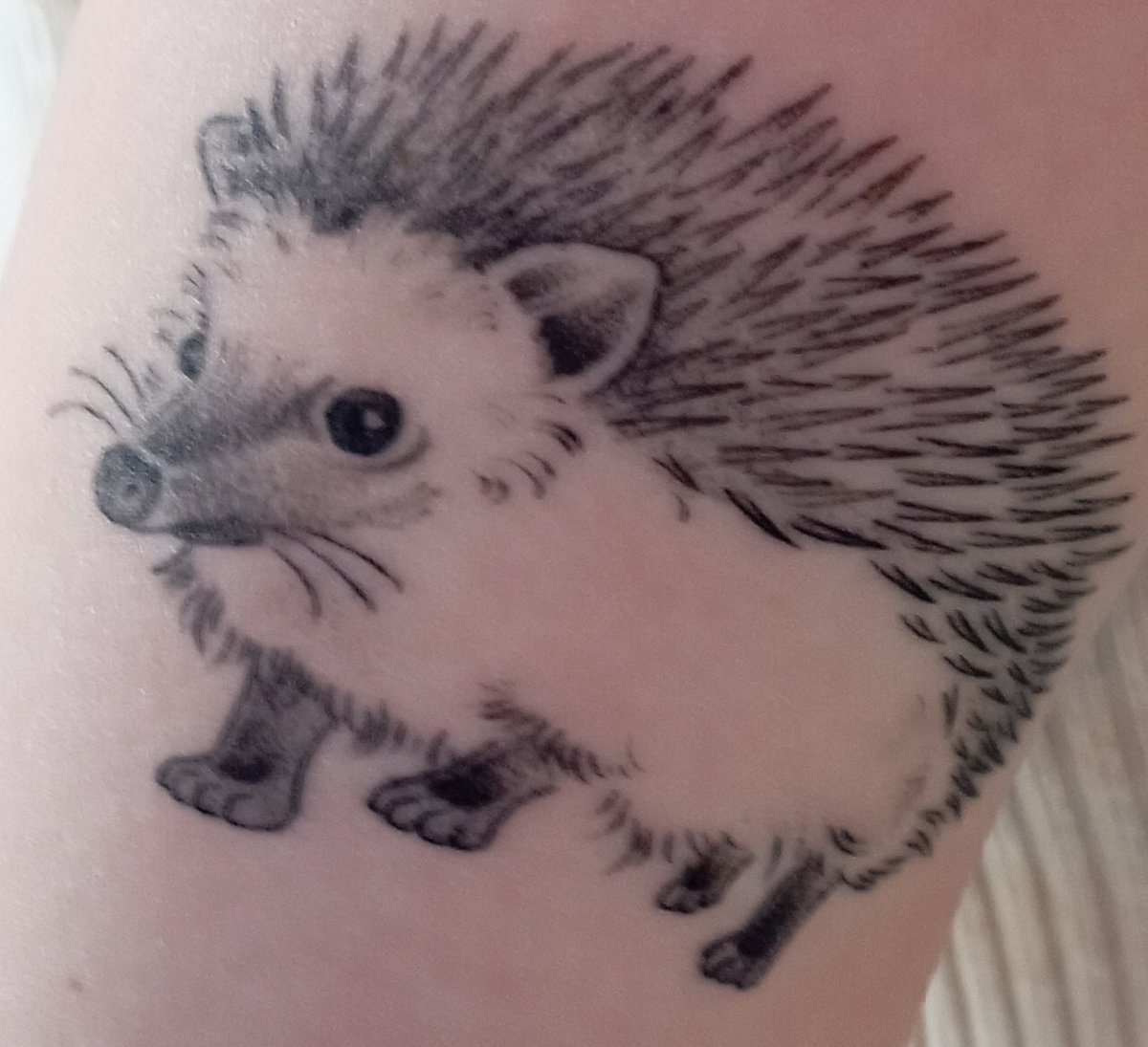 CUHedgehogs's tweet photo. Thank you to everyone who came to see us @cardiffuni @cardiffstudents Freshers' Fair! We hope to welcome you soon at our @HogFriendly events. Shout out to the students that showed us a video of a 🦔 in campus, told us their 🦔 stories, and the student with an awesome 🦔 tattoo 🤗 https://t.co/3OSoioRm5v