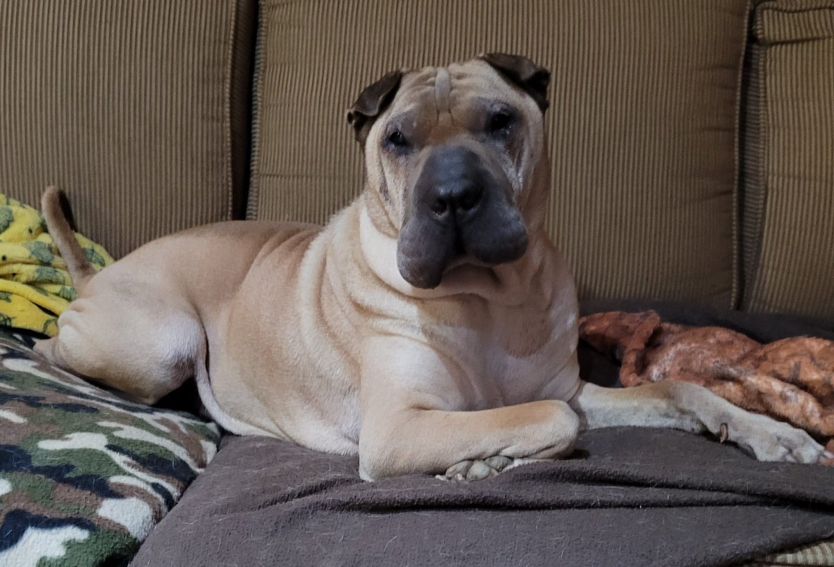 AndolineB's tweet photo. This month would've marked a full 15 years of having the best dog ever. Now I just miss you too much my Frankie...😢💔
#doggy #imissyou #bestdogever https://t.co/EzlXIY2zdP