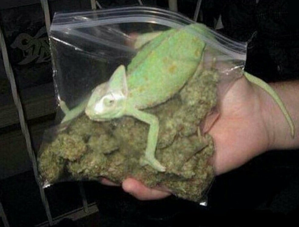 Diario4e20's tweet photo. Mariguana ❣️🤌 https://t.co/9fASKBdb9k