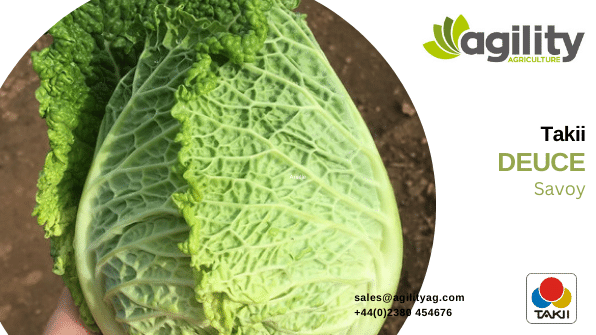 Agility Agriculture (@agility_ag) on Twitter photo With Week 39 well underway we turn our focus to brassica this week. UK and Ireland growers continue to enjoy a full range of <a href="/TakiiEurope/">Takii Europe</a> cabbage, delivering excellent yield and uniformity. Click here for more information or call the <a href="/Agility_Ag/">Agility Agriculture</a> team. linkedin.com/posts/agility-… With Week 39 well underway we turn our focus to brassica this week. UK and Ireland growers continue to enjoy a full range of <a href="/TakiiEurope/">Takii Europe</a> cabbage, delivering excellent yield and uniformity. Click here for more information or call the <a href="/Agility_Ag/">Agility Agriculture</a> team. linkedin.com/posts/agility-…