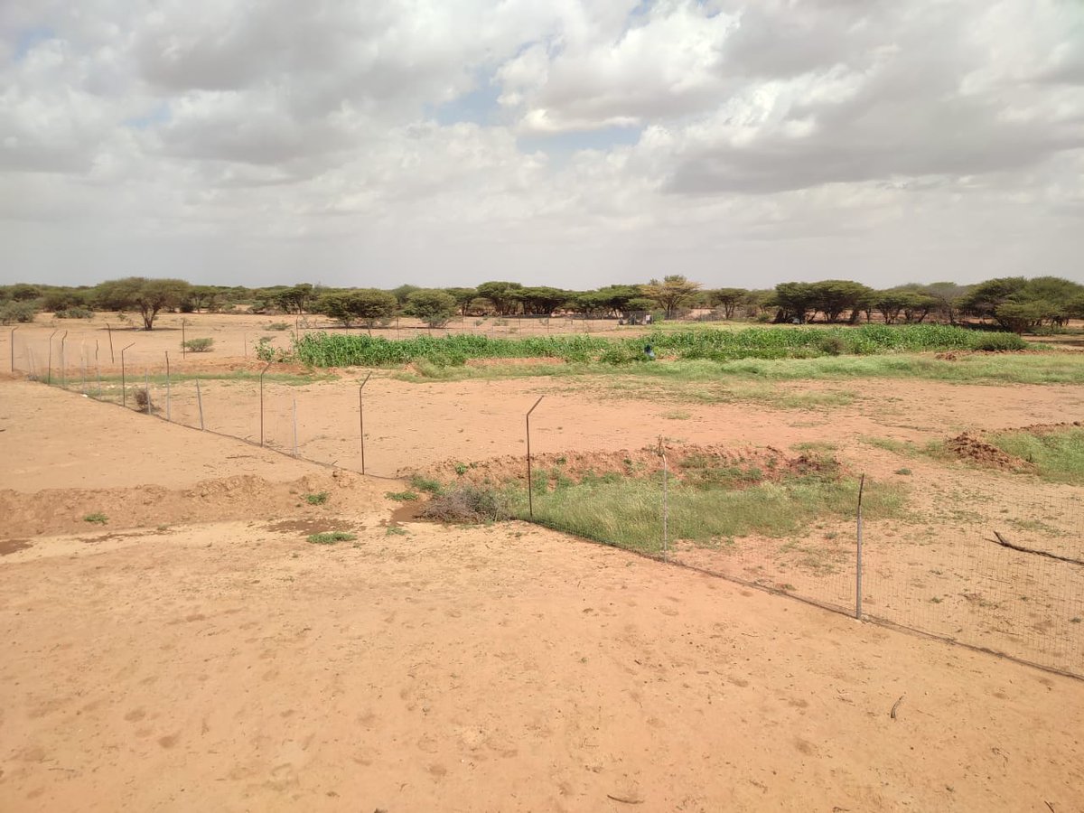 chrispym5's tweet photo. Rainwater capture soil bunds and exclosures helping to regreen a Somaliland community. @TheHALOTrust and private foundation funding, with @candlelightsom, and supporting @MoERD_JSL. 20 anti-personnel landmines were destroyed here in 2018. #exclosures #regreening https://t.co/Ep0ZJt8ynh