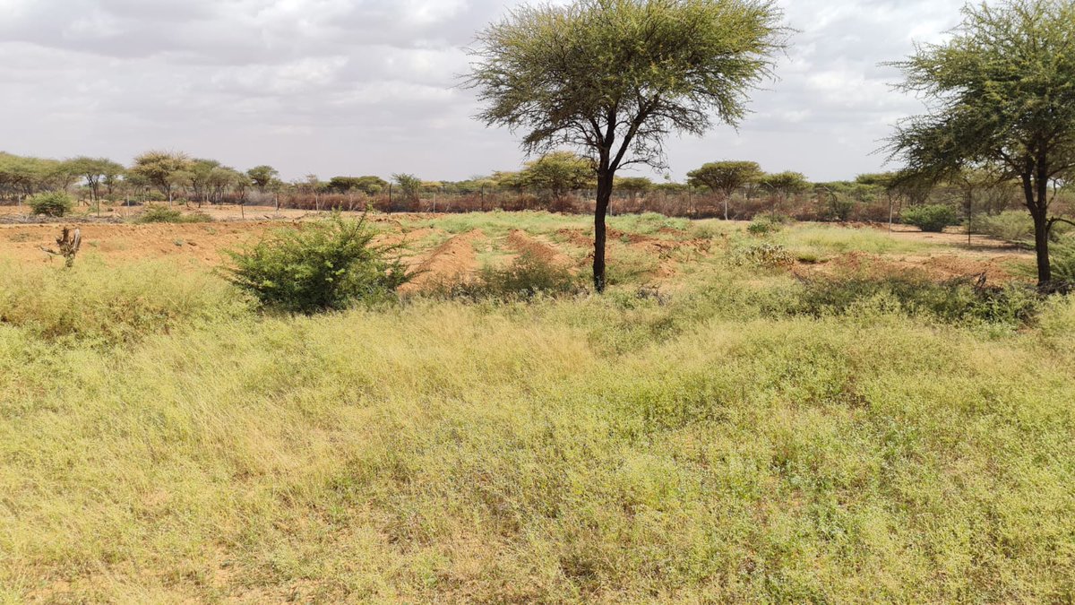 chrispym5's tweet photo. Rainwater capture soil bunds and exclosures helping to regreen a Somaliland community. @TheHALOTrust and private foundation funding, with @candlelightsom, and supporting @MoERD_JSL. 20 anti-personnel landmines were destroyed here in 2018. #exclosures #regreening https://t.co/Ep0ZJt8ynh