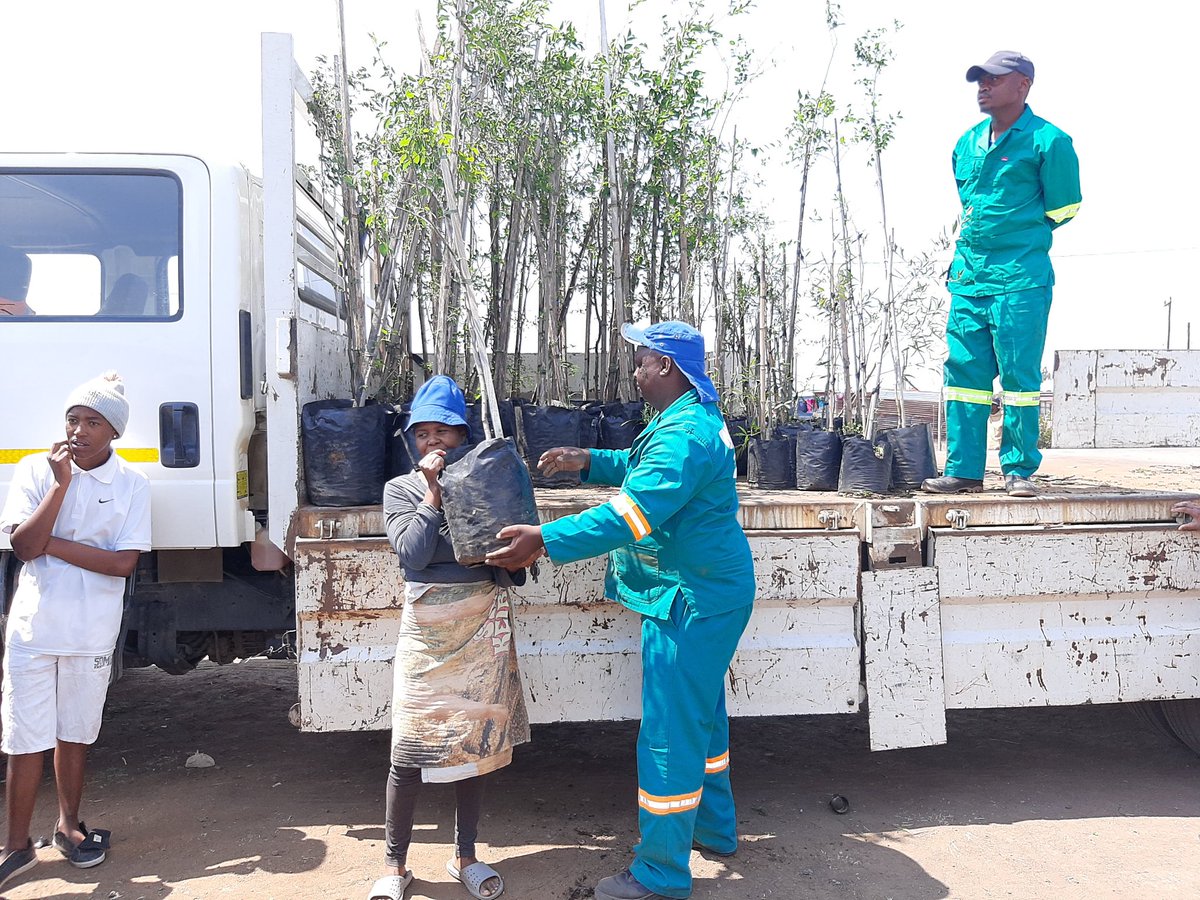 environmentza's tweet photo. Each household in Matlwangtlwang Township, Free State is now receiving an indigenous tree to plant in their yard from @FSDESTEA as part of a way to mitigate global warming & to green the community. @wo_fire
#ArborMonth #OnlyOneEarth #ClimateChangeActionNow https://t.co/ICIirz12i2