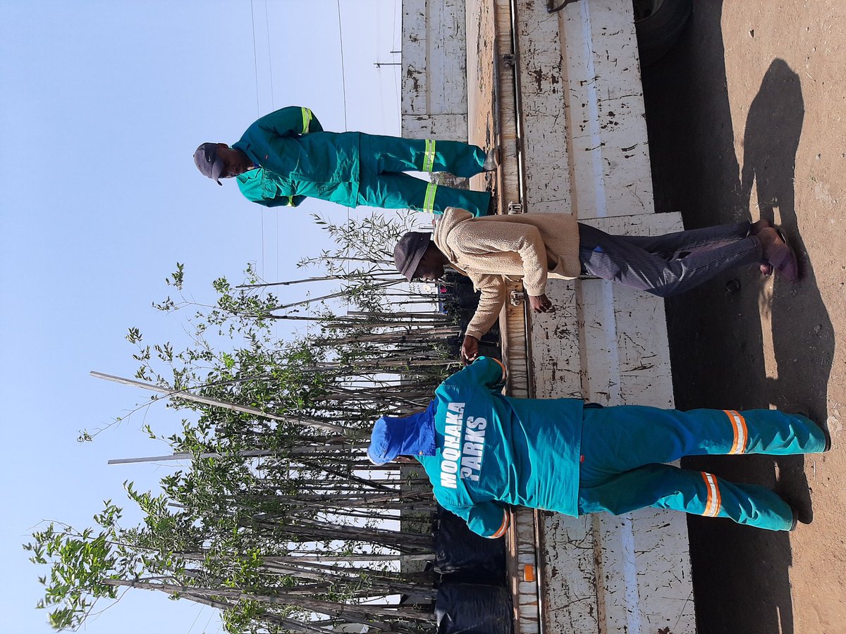environmentza's tweet photo. Each household in Matlwangtlwang Township, Free State is now receiving an indigenous tree to plant in their yard from @FSDESTEA as part of a way to mitigate global warming & to green the community. @wo_fire
#ArborMonth #OnlyOneEarth #ClimateChangeActionNow https://t.co/ICIirz12i2