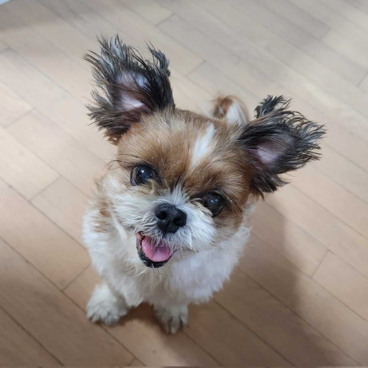 chocozzzang's tweet photo. 끼앙 밥 얘기해서 귀 펴짐 https://t.co/7QkUhlCTbo