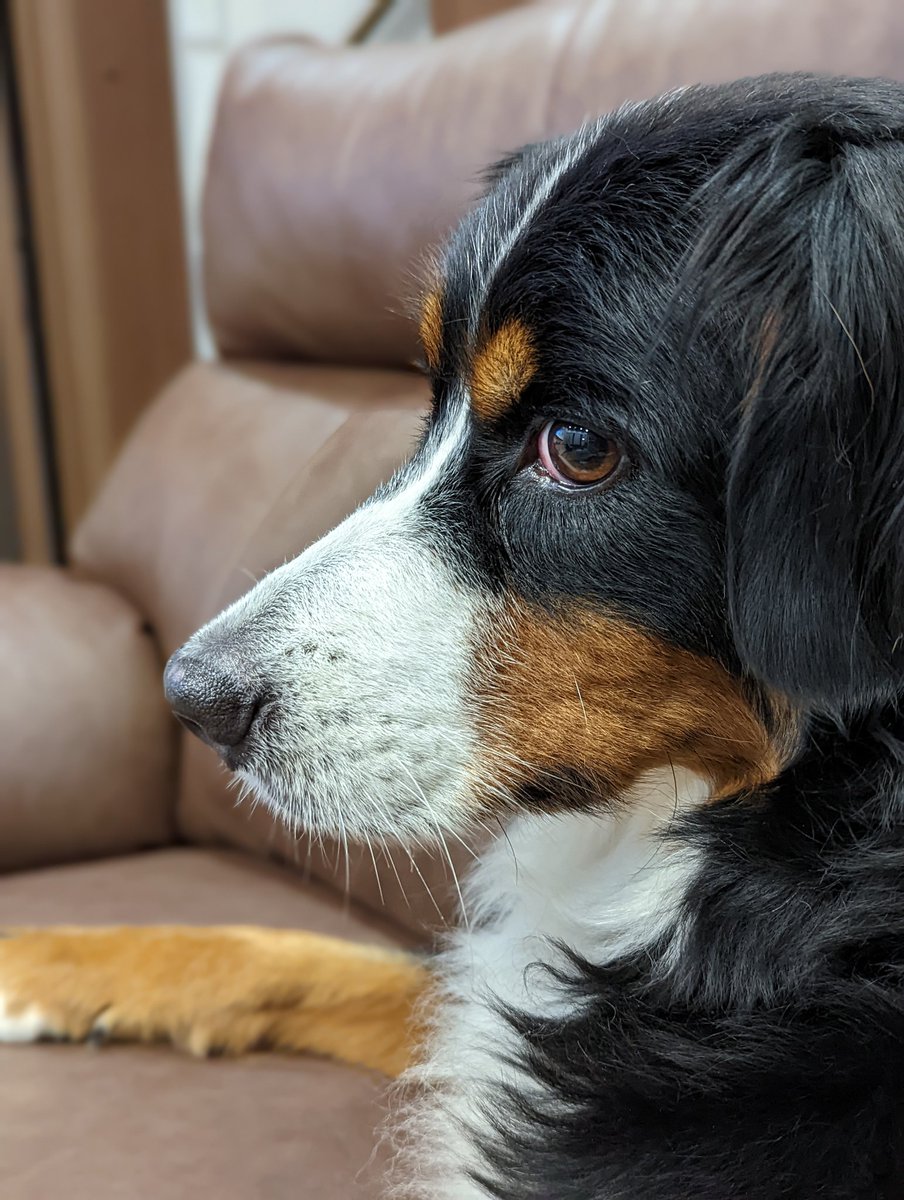 バーニーズマウンテンドッグ のイラスト マンガ コスプレ モデル作品 93 件 Twoucan