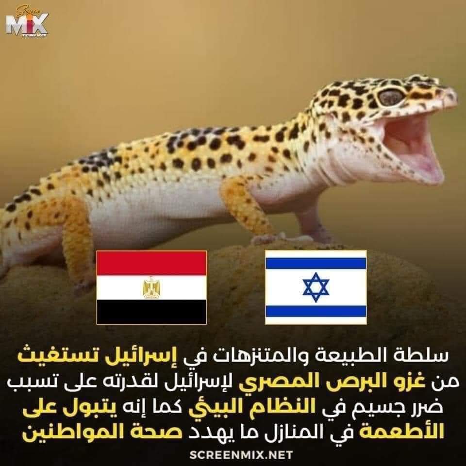 hureyaksa's tweet photo. إسرائيل تستغيث من غزو البرص المصري. https://t.co/VBp9OB8FrL