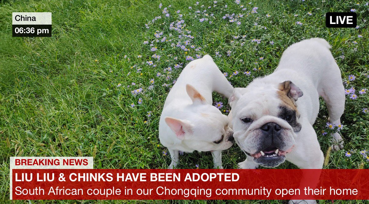 Amazing news from our wonderful shelter partner XiaoQi shelter in Chongqing. If you are interested in adopting a rescued dog from the horrific meat trade get in touch. Please help us save a life! #AdoptDontShop #RescueDogs #DogsOnTwitter