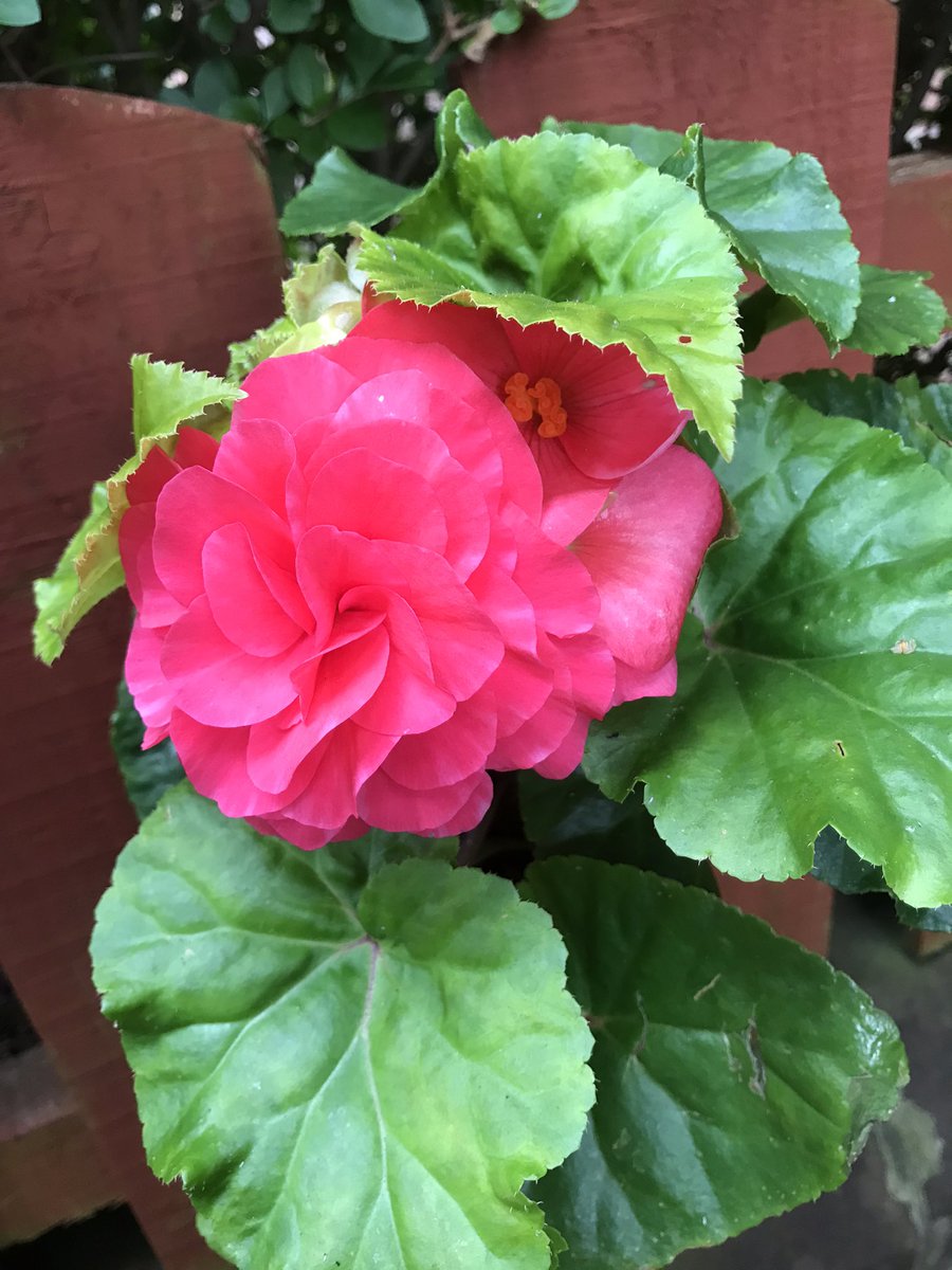 🌺I thought my Begonia had seen it’s last but woke up to this beautiful bloom this morning. 🌺#Nature is wonderful #Flower #ScotlandIsNow #thursdaymorning