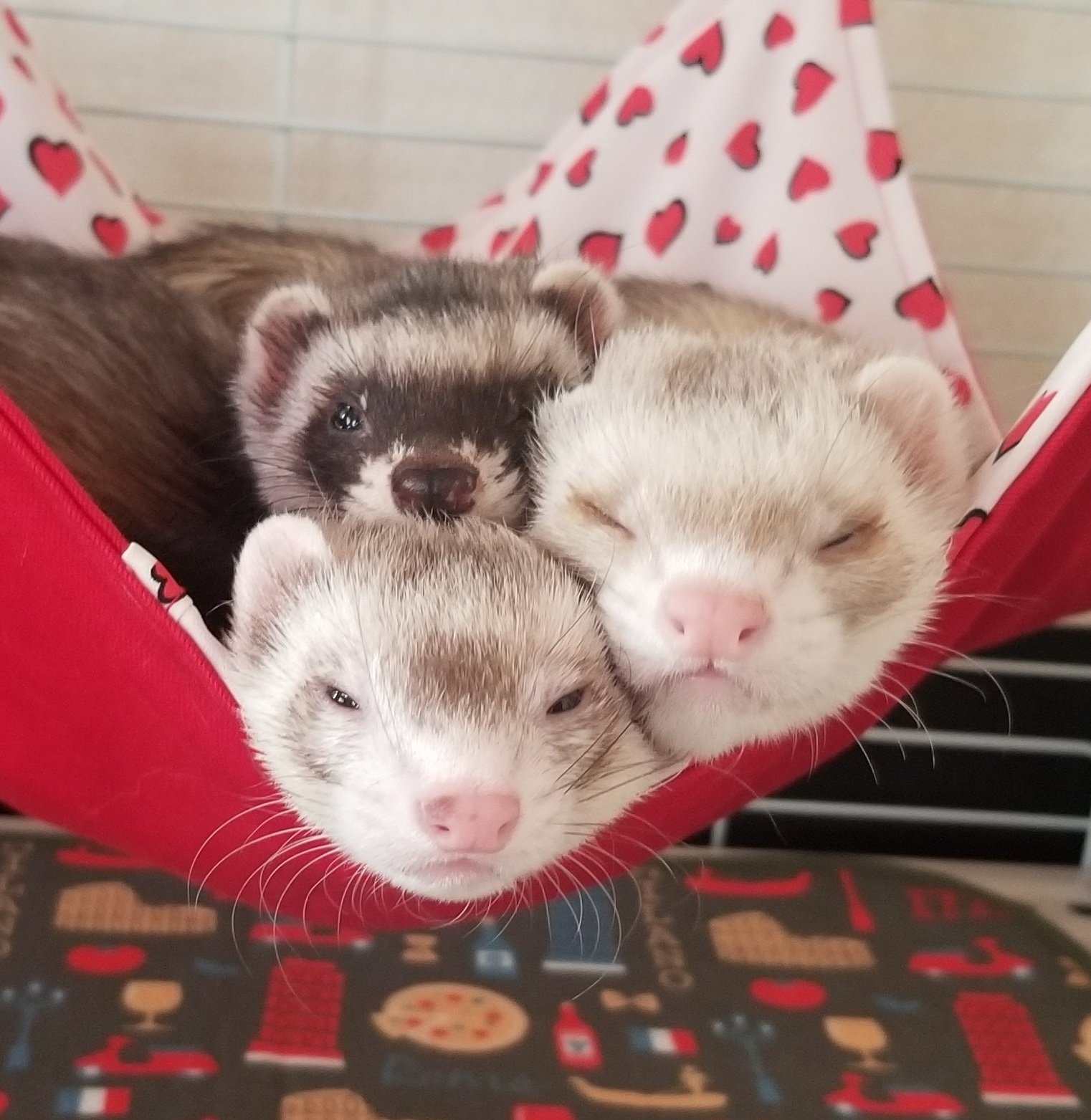 Find My Ferret Findmyferret Twitter