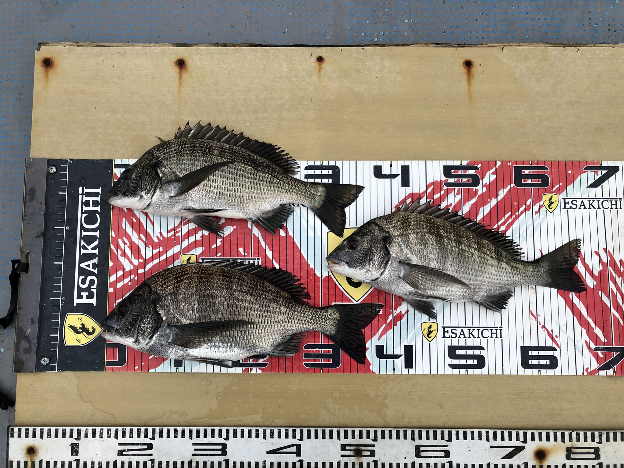 チヌ釣り Twitter Search Twitter