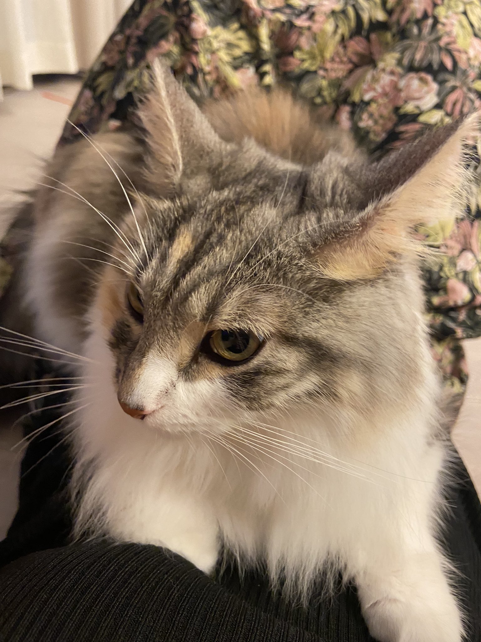 ノルウェージャンのエマさん Emma Twitter