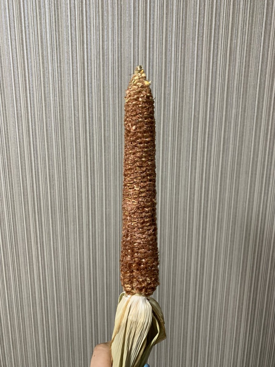 お久しぶりです。
久々の
#ハムメシ
は、北海道より親戚の酪農家さんから送っていただいたデントコーンをほして、剥いてハム吉のおやつにしました！
芯まで齧り芯にして、美味しくいただきました！