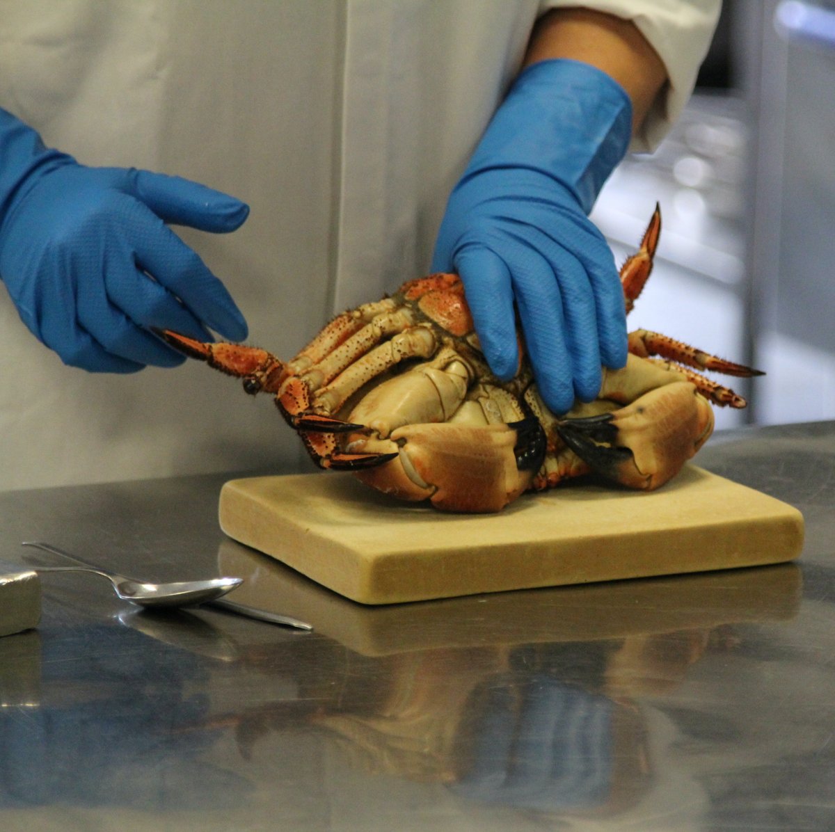 wharveyandsons's tweet image. We're looking for Shellfish processors to join the W Harvey &amp;amp; Sons team in Newlyn- please get in touch with us for more information... 
📧 matthew@wharveyandsons.co.uk 
📞 01736 362734